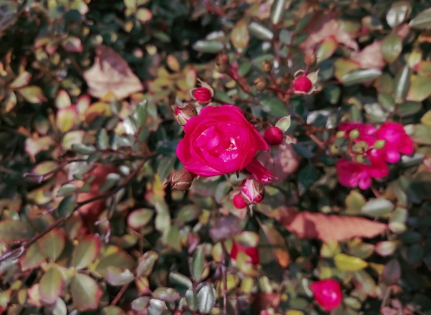 Pequeñas rosas en un arbusto desvanecido Los colores del arbusto y las flores rosadas brillantes