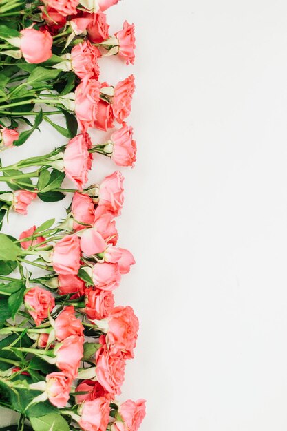 Pequeñas rosas de arbusto rojo sobre un fondo blanco con un lugar para el texto