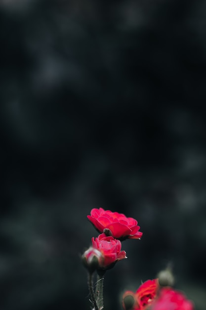 Pequenas rosas frescas de jardim crescendo na natureza. Deixam botões com detalhes florais em um fundo desfocado