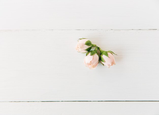 Pequeñas rosas rosadas con cogollos. Plano minimalista, fondo blanco de madera. Copiar el espacio.