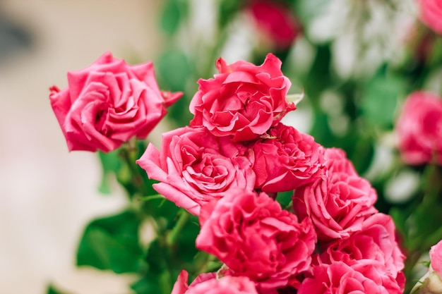 Pequeñas rosas rosadas en un fondo blanco con un lugar para el texto