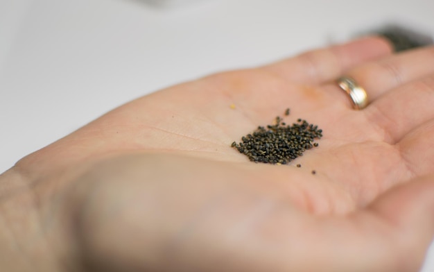 Pequenas sementes de flores na mão de uma mulher