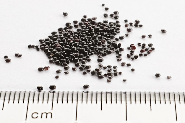 Foto pequenas sementes de litops pretas contra uma régua