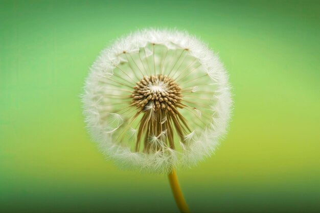 Pequeñas semillas de diente de león esponjosas sobre fondo verde claro ai generativo