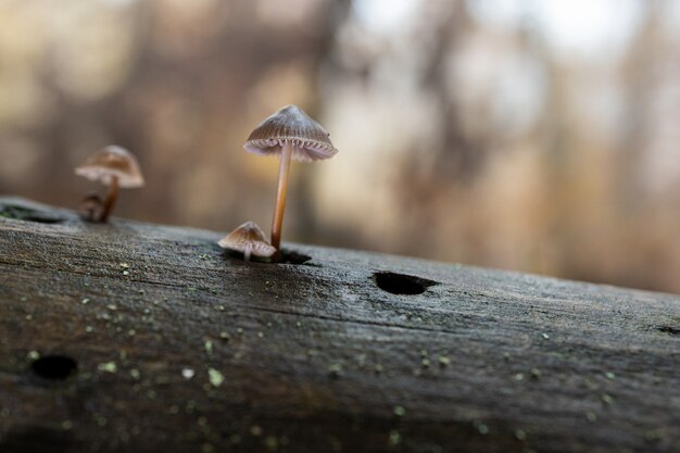 Pequeñas setas en un bosque de castaños.