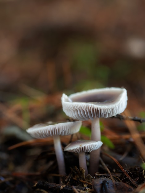 Pequeñas setas en el bosque de pinos.