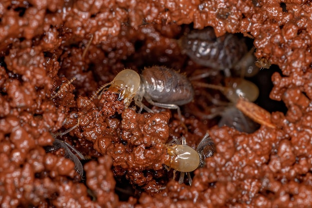 Foto pequeñas termitas obreras de la epifamilia termitoidae construyendo un montículo de termitas manipulando tierra húmeda