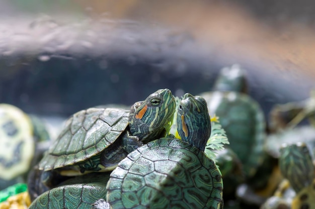 Pequeñas tortugas verdes redear deslizador en foco superficial