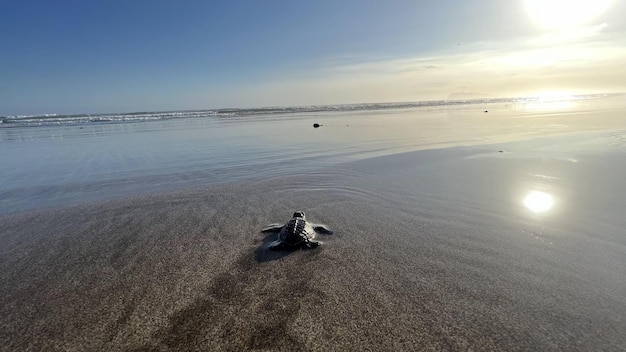 Pequeñas tortuguitas por primera vez en la playa