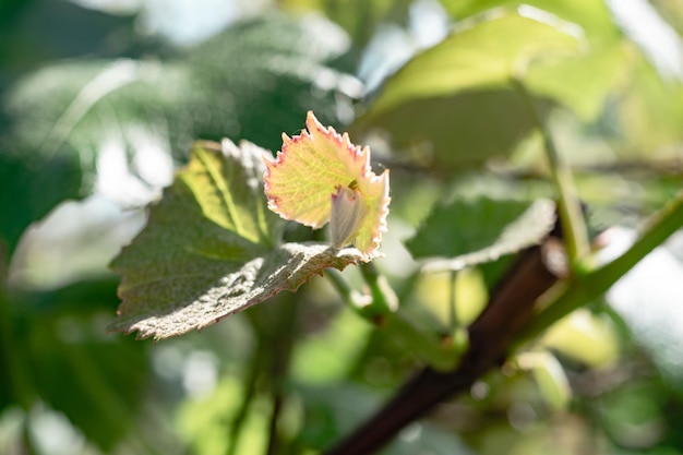 Pequeñas uvas jóvenes creciendo en una hoja de fondo del árbol