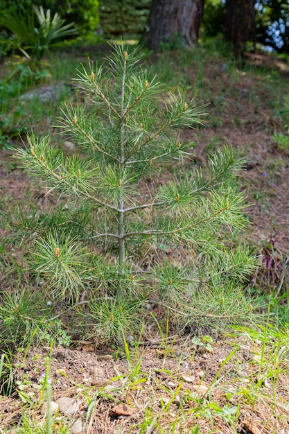 Pequeño abeto joven de cerca en el bosque de primavera verano