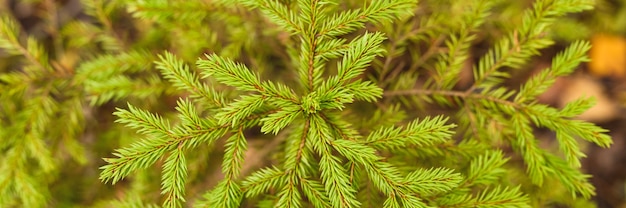 Un pequeño abeto o abeto de hoja perenne que crece en el bosque de otoño entre las hojas caídas. de cerca, vista superior. bandera