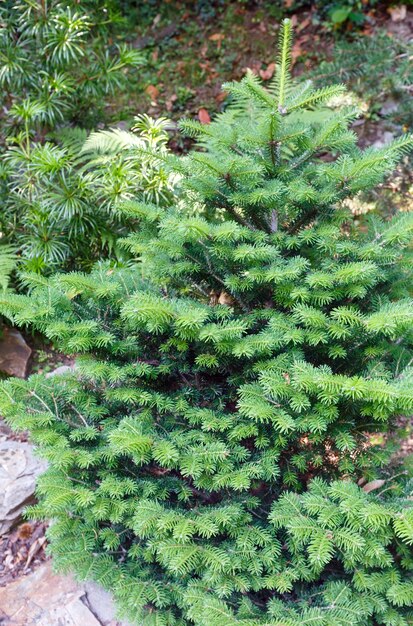 Pequeño abeto verde esponjoso en el bosque de verano