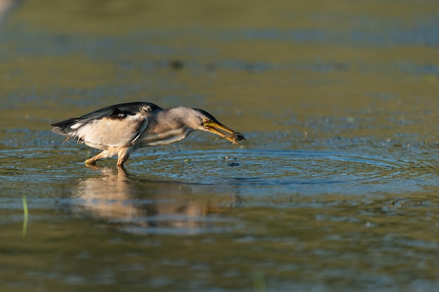 Pequeno açougueiro, ixobrychus minutus, com presa no bico.