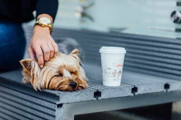 Pequeno adorável cão yorkshire terrier transportado pelo dono em uma sacola para animais de estimação para viajar dentro e fora de casa. dod dormindo perto de uma mulher.