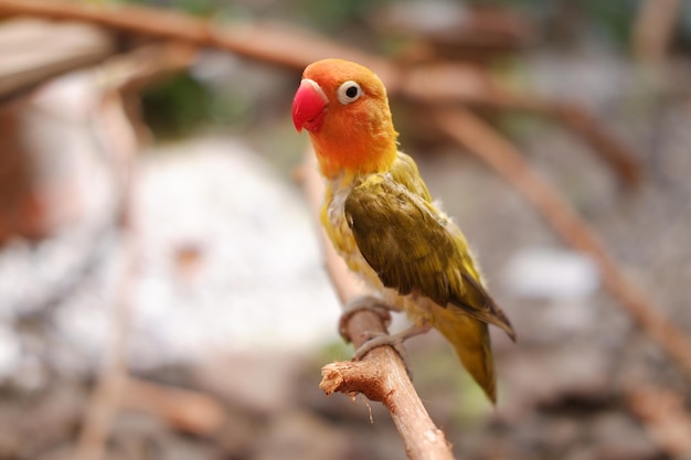 Pequeño agapornis sentado en la rama de un árbol