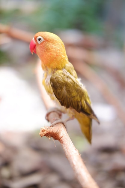 Foto pequeño agapornis sentado en la rama de un árbol