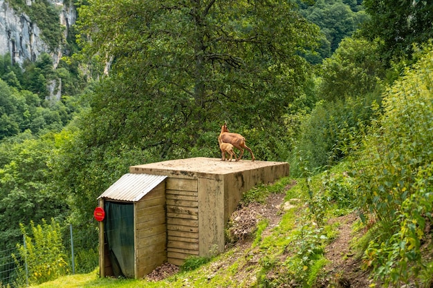 Pequeño alce en un parque en el municipio de Borce en los Pirineos franceses