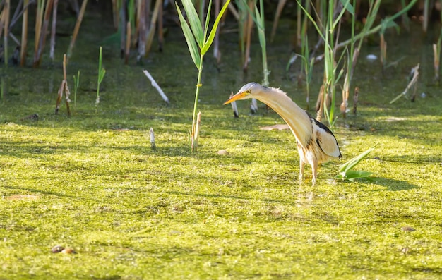 Pequeno amargo ixobrychus minutus o macho adulto está pescando em uma lagoa