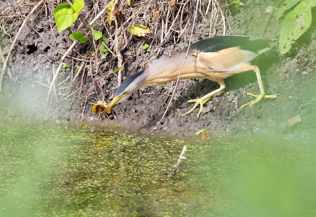 Pequeno amargo ixobrychus minutus o pássaro macho caminha ao longo da margem do lago que ele caça