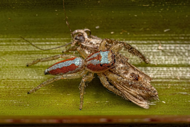 Pequeño animal araña saltador