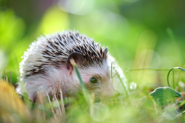 Pequeno animal de estimação de ouriço africano na grama verde ao ar livre no dia de verão Mantendo animais domésticos e cuidando do conceito de animais de estimação