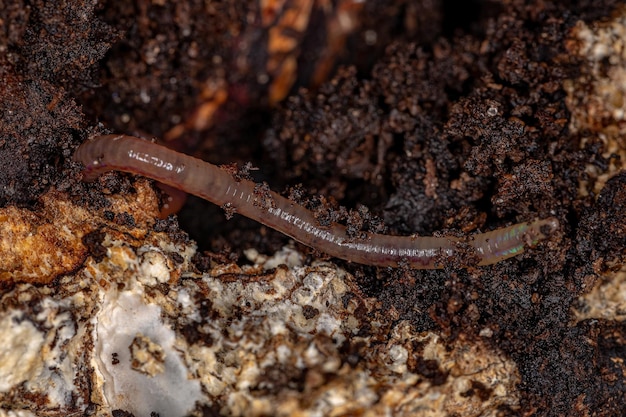 Pequeño animal de lombriz de tierra de la familia Lumbricidae