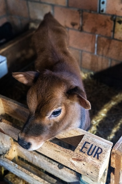 Pequeño animal de ternera en una granja