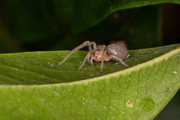 Pequeno Aranha Fantasma da Família Anyphaenidae