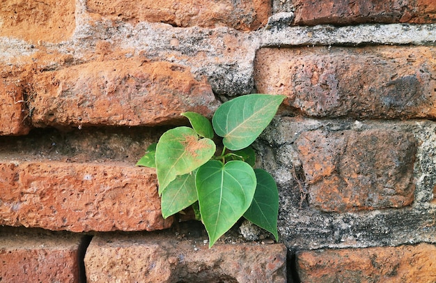 Pequeño árbol Bodhi que crece en la histórica pared de ladrillos del sitio arqueológico en Ayutthaya, Tailandia