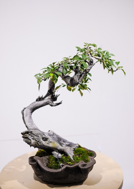 Foto pequeño árbol de los bonsais en una maceta
