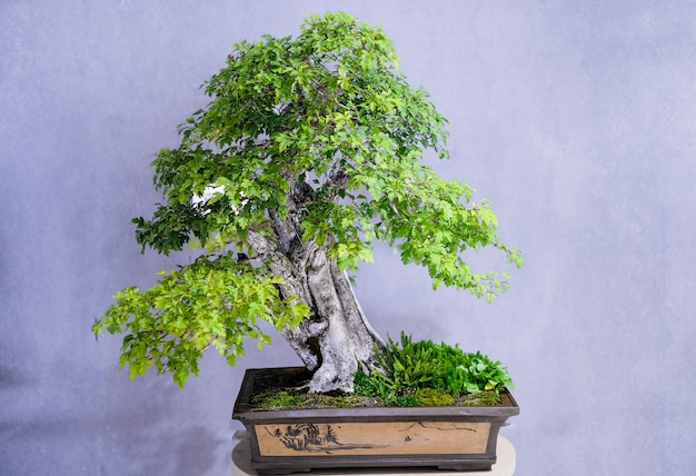 Foto pequeño árbol de los bonsais en una maceta