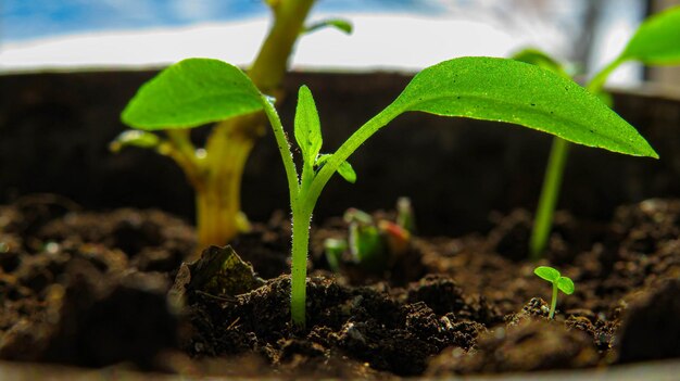 Un pequeño árbol caducifolio plantado crece en el suelo