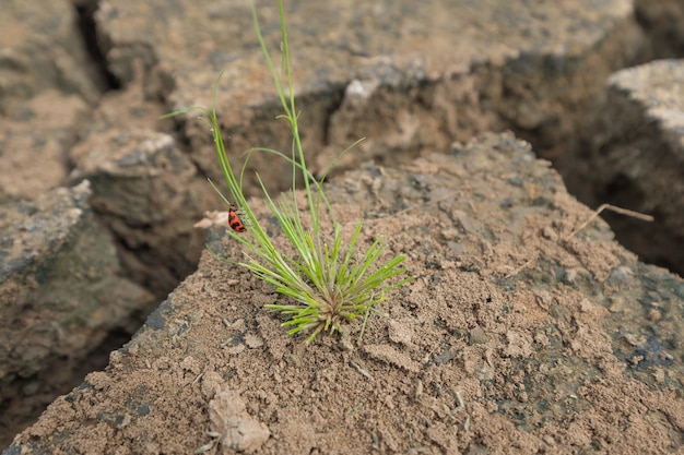 un pequeño árbol y escarabajos pequeños en patrón de grietas en el suelo