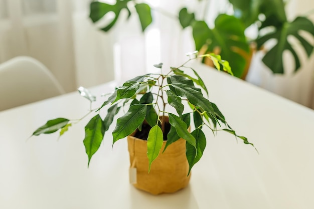 Pequeño árbol de ficus que crece en maceta de papel kraft concepto de vegetación interior de jardinería doméstica y