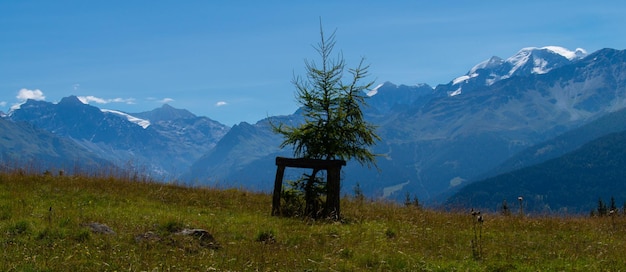 Un pequeño árbol frente a una montaña.