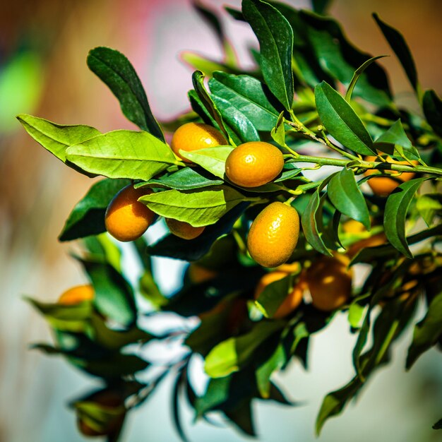 Pequeño árbol de mandarina Fortunella margarita Kumquats