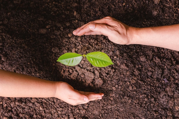 Un pequeño árbol y manos están plantando árboles con ternura.