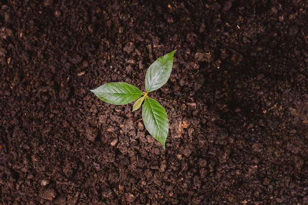 Un pequeño árbol y manos están plantando árboles con ternura.