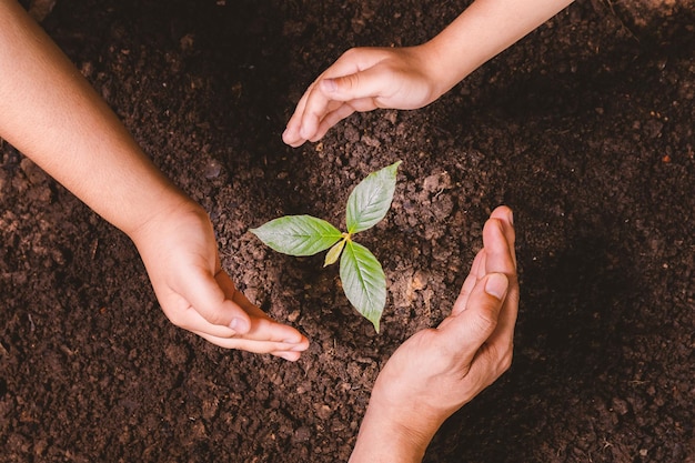 Un pequeño árbol y manos están plantando árboles con ternura.