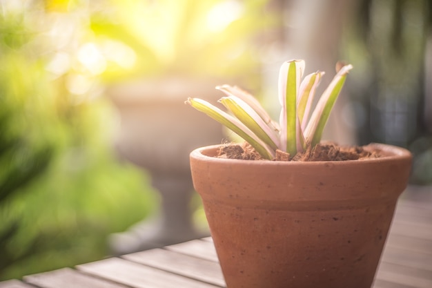 Foto pequeño árbol con pequeña olla en la mesa de madera en el jardín con fondo natural desenfoque