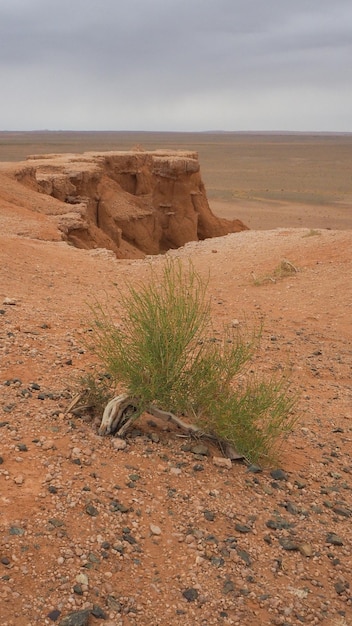 Pequeño árbol que crece en la formación de rocas de Flaming Cliffs en el desierto de Gobi de Mongolia