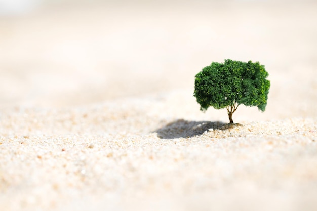 Pequeño árbol que crece fuera de la arena en el desierto