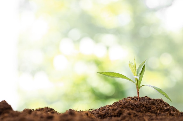 pequeño árbol que crece en el jardín con amanecer concepto ecológico día de la tierra