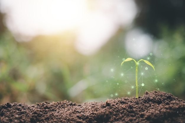 Pequeño árbol que crece con el mundo verde del amanecer y el concepto del día de la tierra en lugar de un negocio en crecimiento