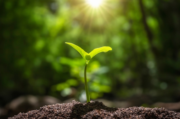 Pequeño árbol que crece con la salida del sol. concepto verde del día mundial y de la tierra