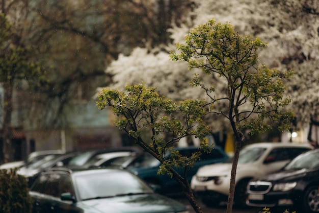 un pequeño árbol que florece en la ciudad bajo la lluvia