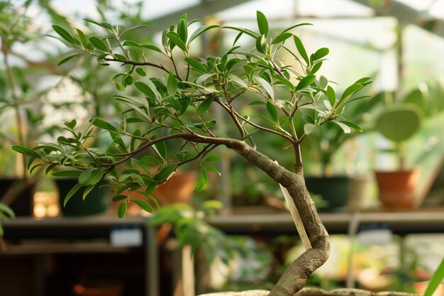 Pequeño árbol de sándalo en el invernadero con etiqueta