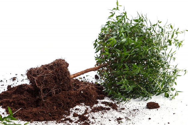 Foto pequeño árbol verde