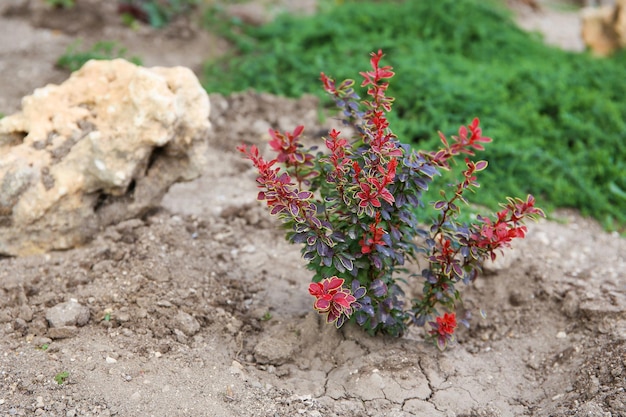 Un pequeño arbusto de agracejo con hojas rojas